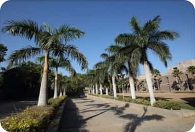 Palm-lined walkway through the GAIMS Bhuj campus under a clear sky