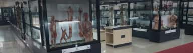 Anatomy museum of Kasturba Medical College Mangalore with rows of glass display cases holding specimens and models
