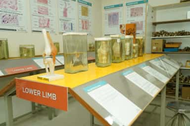 Lower limb display table with bone and joint specimens in the anatomy museum at Malla Reddy Institute of Medical Sciences