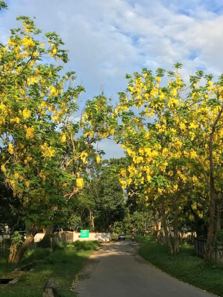 Golden Amaltas trees in bloom over a campus road — gauhati-university-guwahati