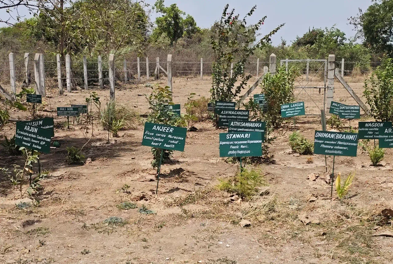Herbal Garden — Prestige Institute of Management and Research, Bhopal