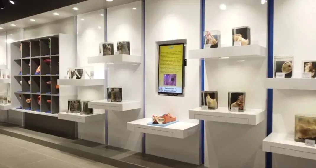 Department of Anatomy specimen museum wall with mounted models at Datta Meghe Medical College, Nagpur