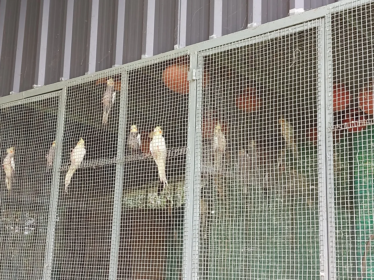 BIRDS NEST — St. James College of Nursing