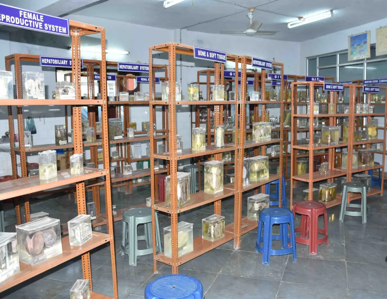 Specimen racks in the anatomy and pathology museum at KBN medical college, Gulbarga
