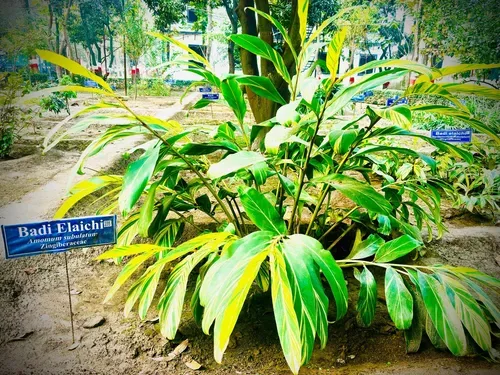 Medicinal Garden - Image 5 — S.D. College of Pharmacy & Vocational Studies