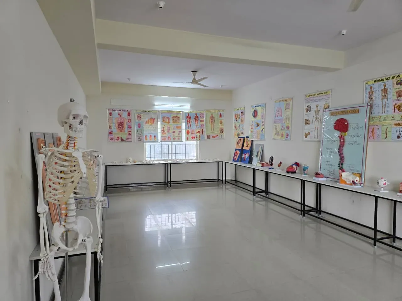 Anatomy models and equipment in the nursing laboratory — Shubham College of Nursing