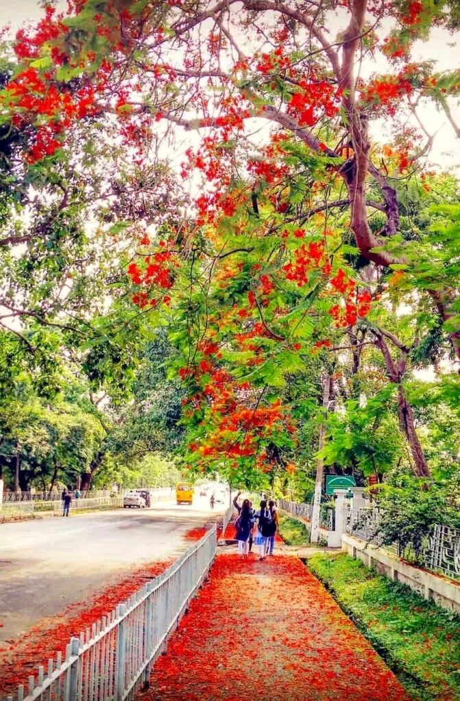 Students walking under a blooming Gulmohar canopy on a campus walkway — gauhati-university-guwahati