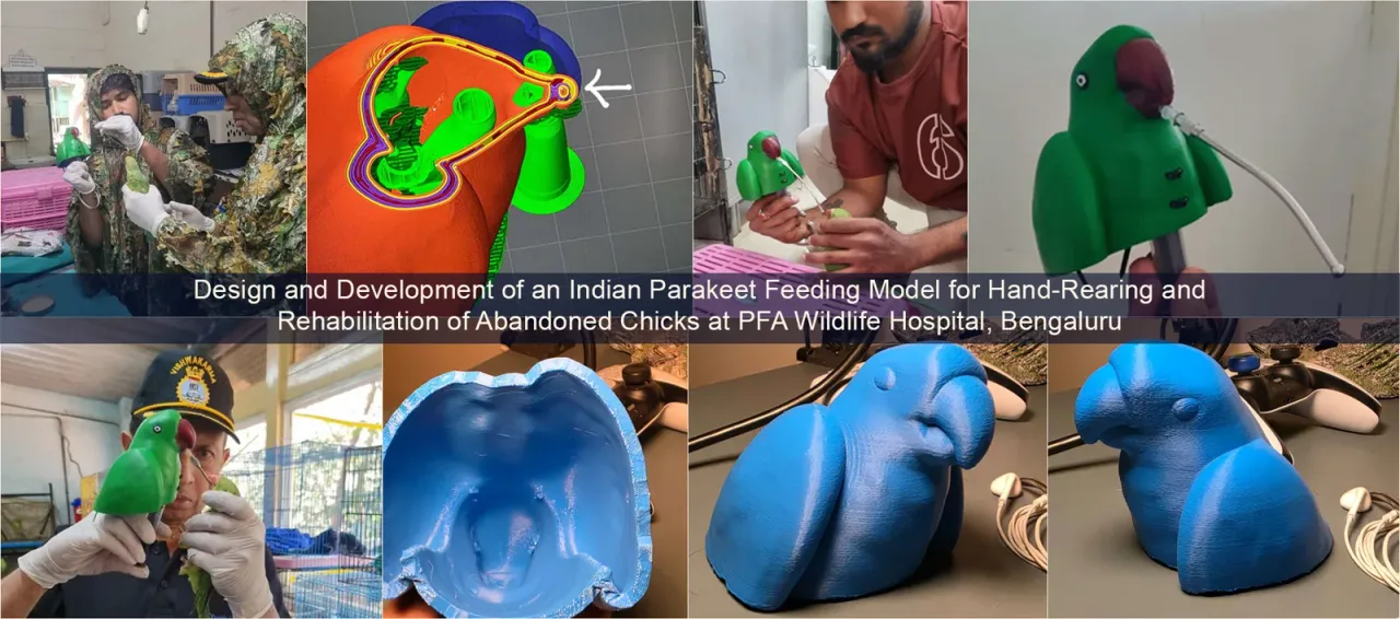 Indian Parakeet feeding model — GCEM Aeronautical Engineering hand-rearing project — Gopalan College of Engineering and Management