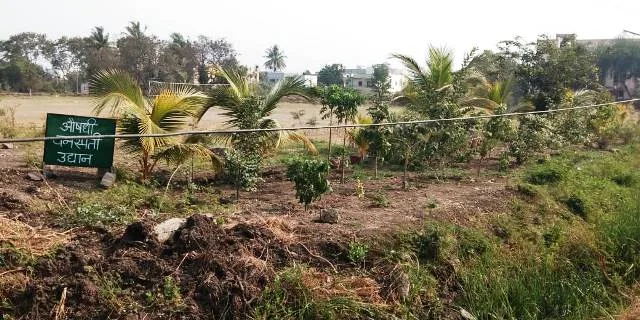MEDICINAL PLANT GARDEN — Kakasaheb Mhaske College of Pharmacy