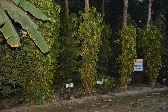 Medicinal Garden — Shree Krishna College of Pharmacy