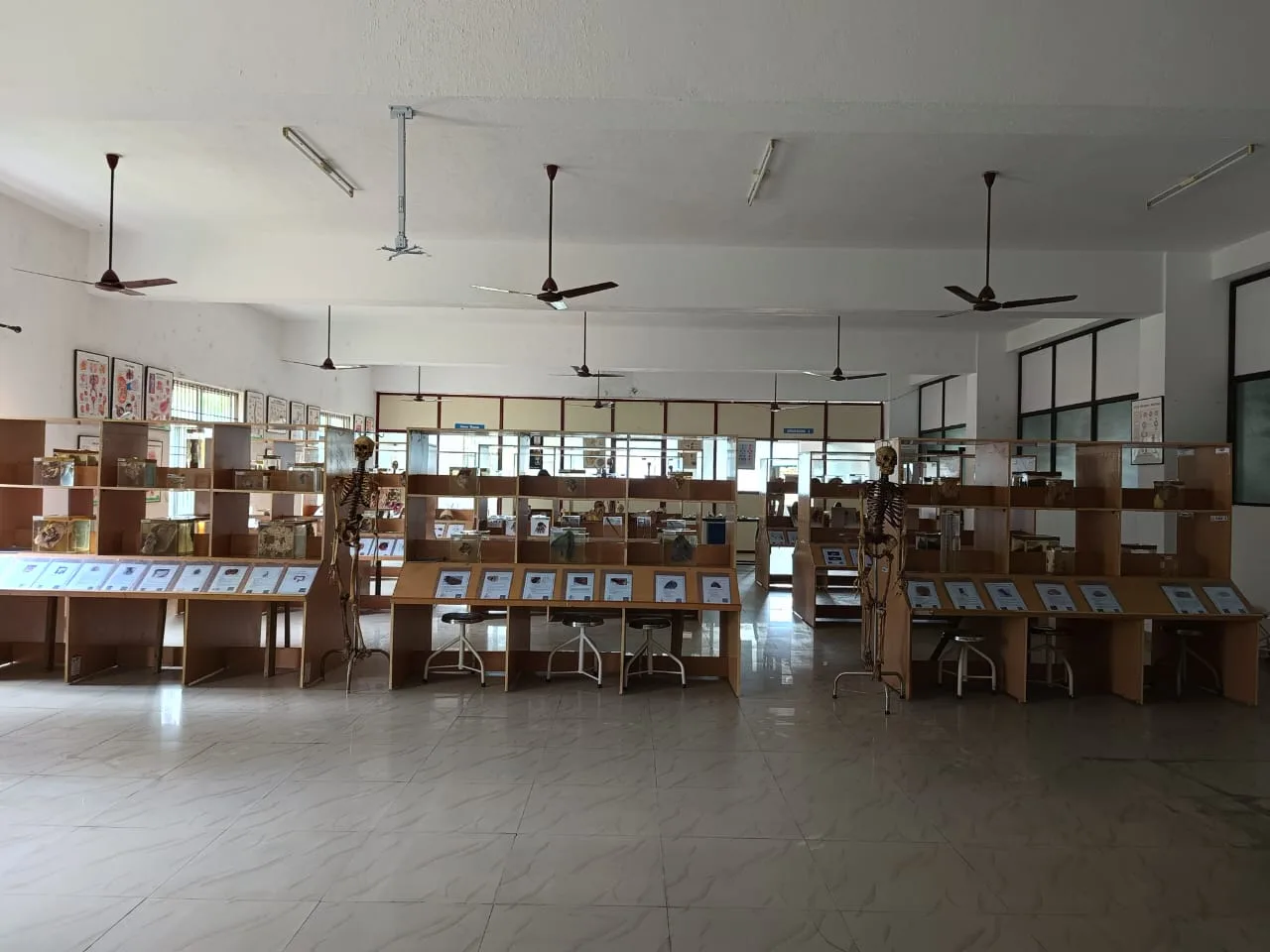 Anatomy museum with specimen displays and articulated skeletons at Annaii Medical College and Hospital